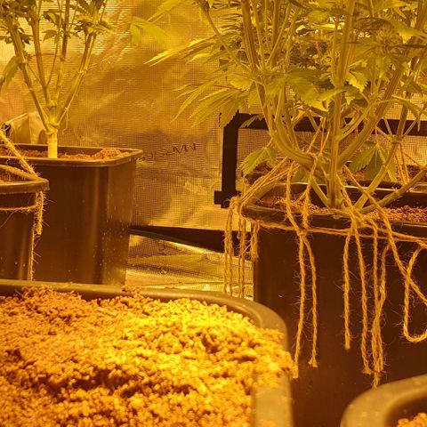 White Widow growlog timeline photo
