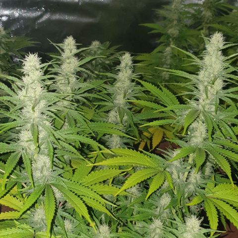 White Widow growlog timeline photo