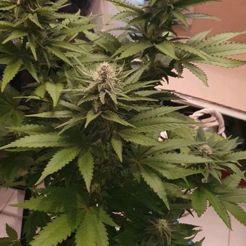 White Widow growlog timeline photo