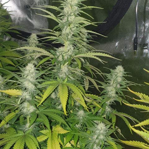White Widow growlog timeline photo