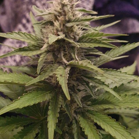 White Widow growlog timeline photo