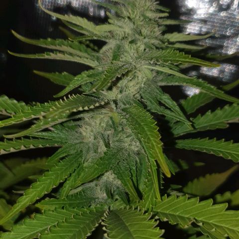 White Widow growlog timeline photo