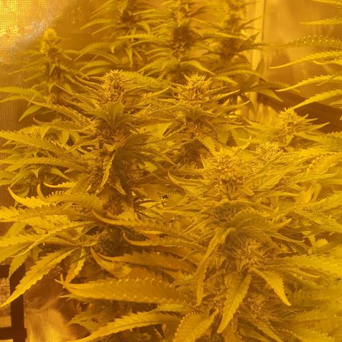 White Widow growlog timeline photo
