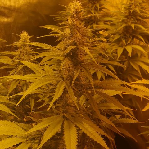 White Widow growlog timeline photo