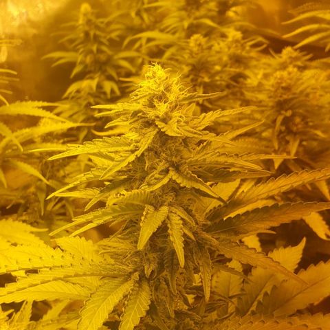 White Widow growlog timeline photo