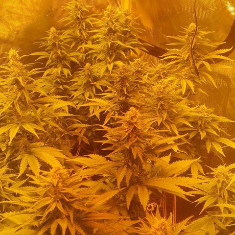 White Widow growlog timeline photo
