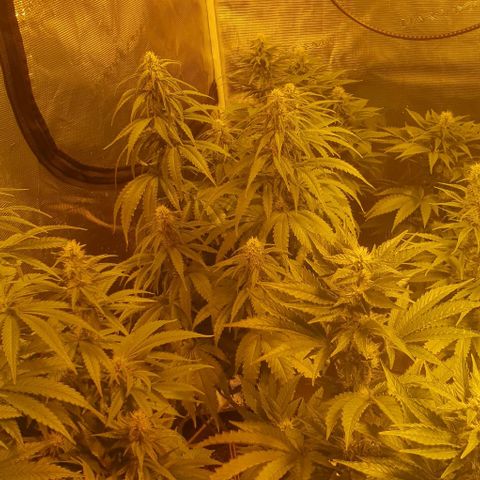 White Widow growlog timeline photo