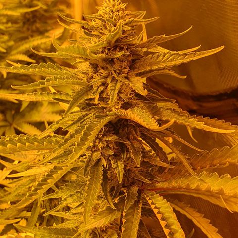 White Widow growlog timeline photo