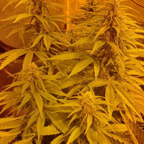 White Widow growlog timeline photo