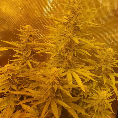 White Widow growlog timeline photo
