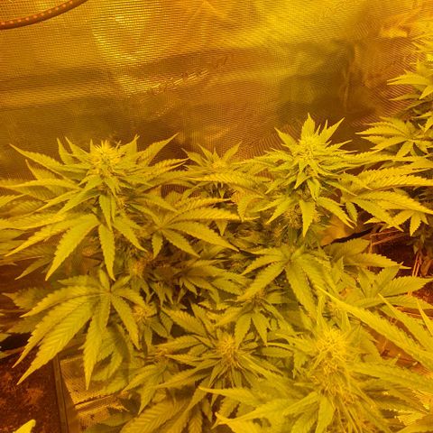 White Widow growlog timeline photo