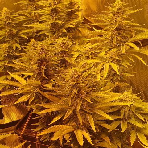 White Widow growlog timeline photo