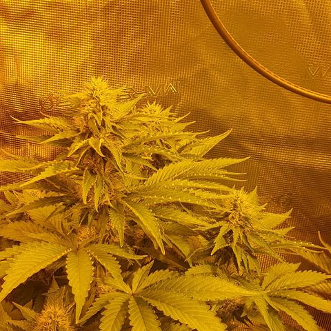 White Widow growlog timeline photo