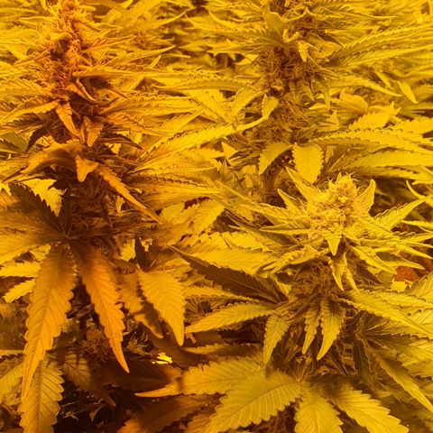 White Widow growlog timeline photo