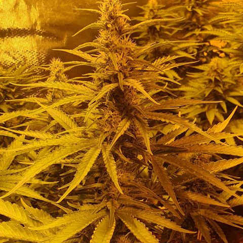 White Widow growlog timeline photo