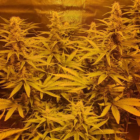 White Widow growlog timeline photo