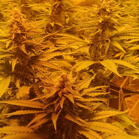White Widow growlog timeline photo