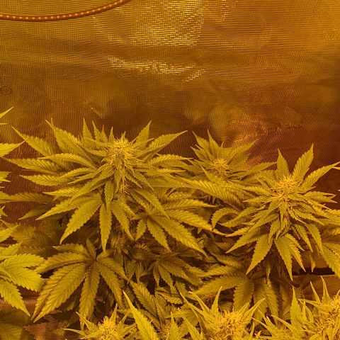 White Widow growlog timeline photo