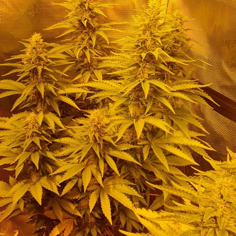 White Widow growlog timeline photo