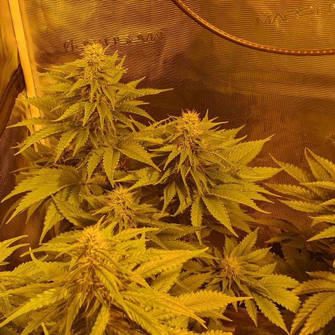White Widow growlog timeline photo