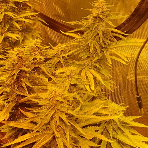 White Widow growlog timeline photo