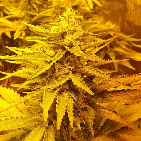 White Widow growlog timeline photo