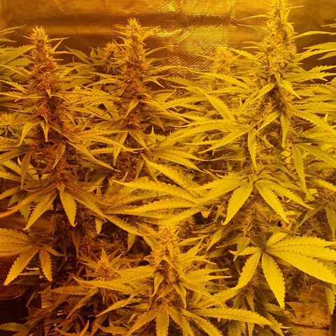 White Widow growlog timeline photo