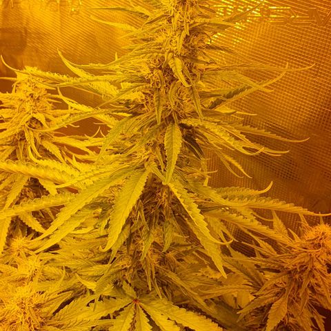 White Widow growlog timeline photo