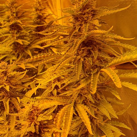 White Widow growlog timeline photo
