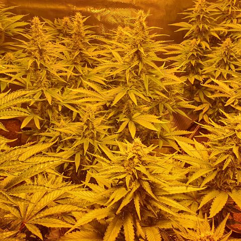 White Widow growlog timeline photo