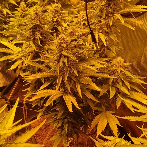 White Widow growlog timeline photo