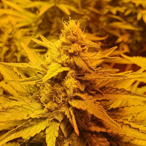 White Widow growlog timeline photo