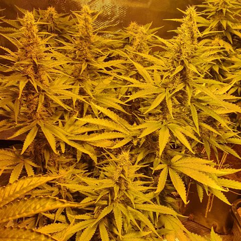 White Widow growlog timeline photo
