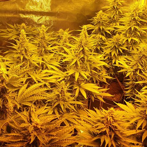 White Widow growlog timeline photo