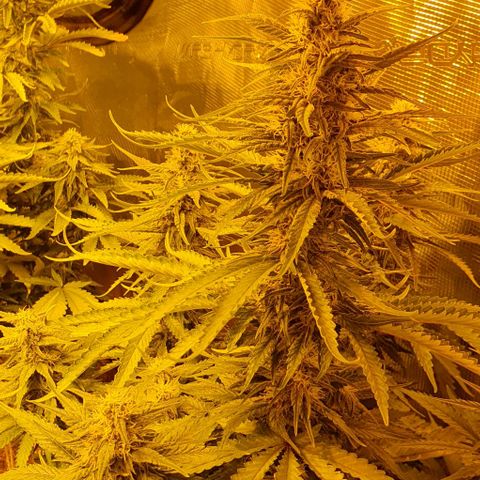 White Widow growlog timeline photo