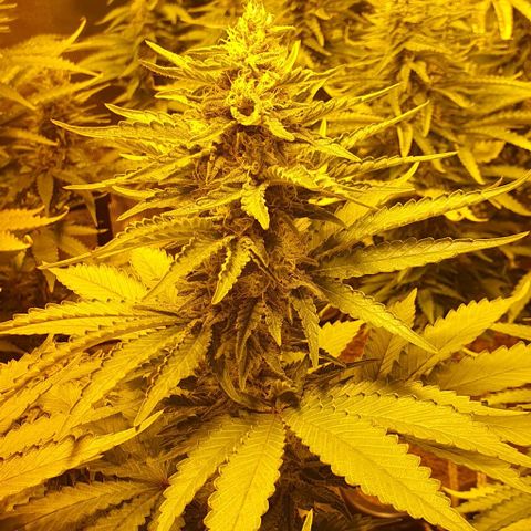 White Widow growlog timeline photo