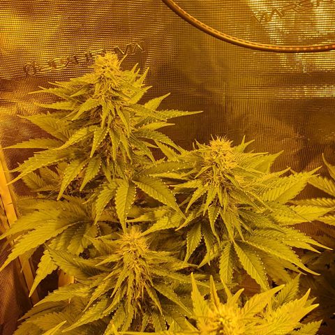 White Widow growlog timeline photo