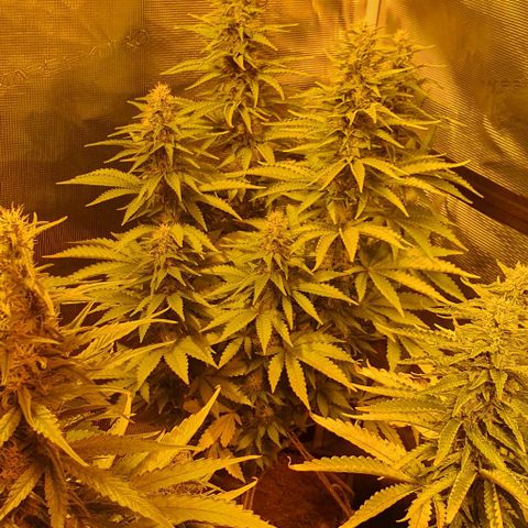 White Widow growlog timeline photo