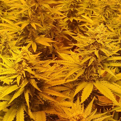 White Widow growlog timeline photo