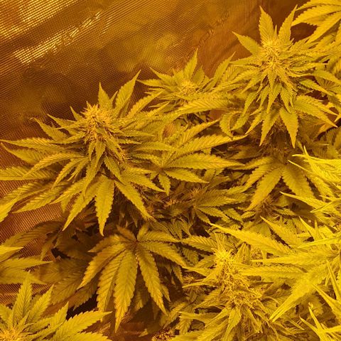 White Widow growlog timeline photo