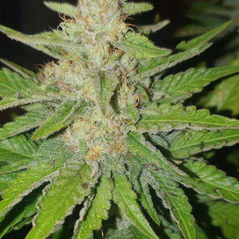 White Widow growlog timeline photo