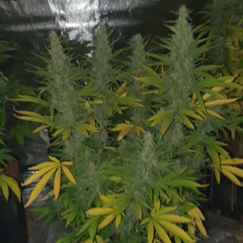 White Widow growlog timeline photo
