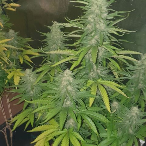 White Widow growlog timeline photo