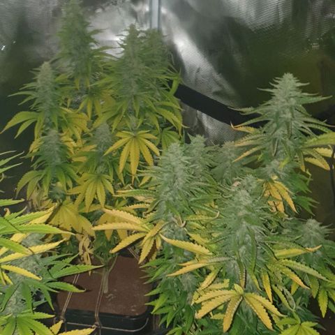 White Widow growlog timeline photo
