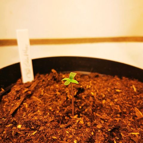 CBD Skunk Haze growlog timeline photo