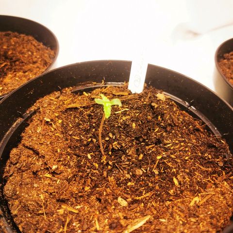 CBD Skunk Haze growlog timeline photo