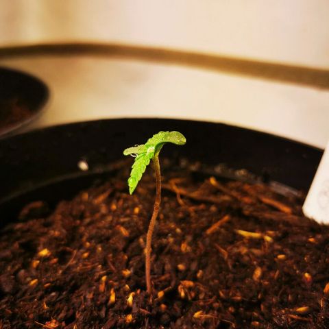 CBD Skunk Haze growlog timeline photo