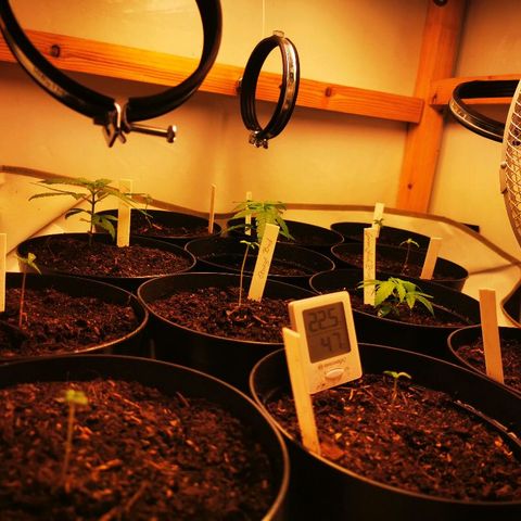 CBD Skunk Haze growlog timeline photo