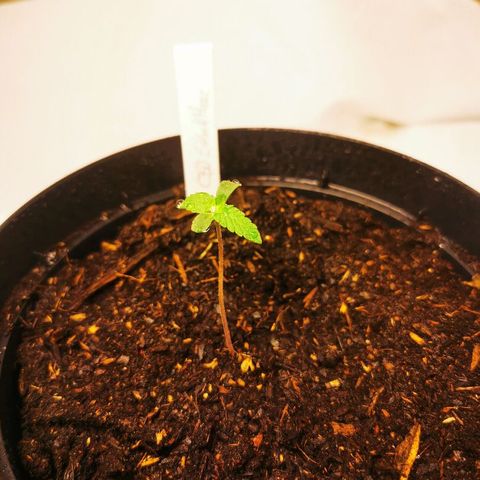 CBD Skunk Haze growlog timeline photo