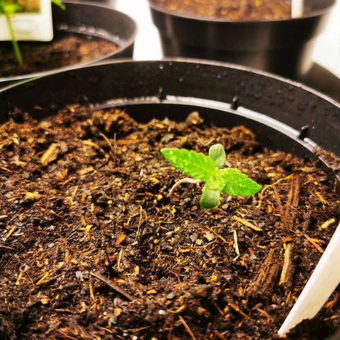 CBD Skunk Haze growlog timeline photo